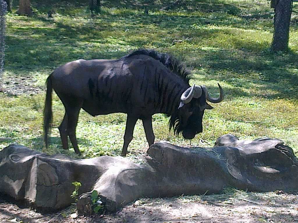 Bali Safari & Marine Park travel image