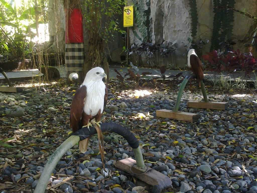 Bali Safari & Marine Park travel image
