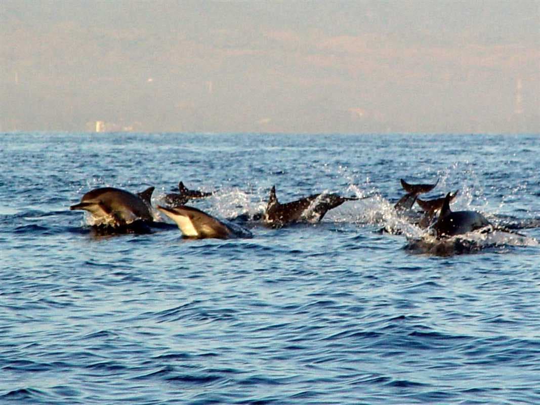 Dolphin Watching travel image