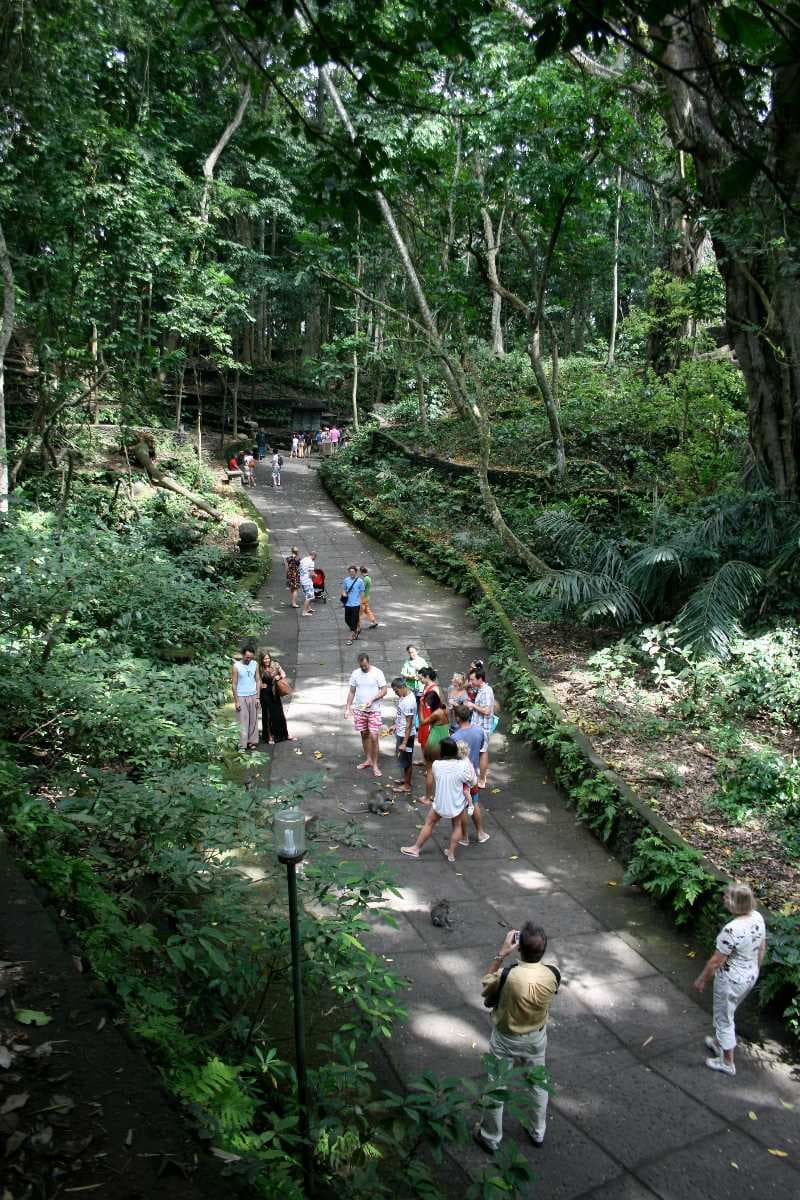 Ubud Monkey Forest travel image