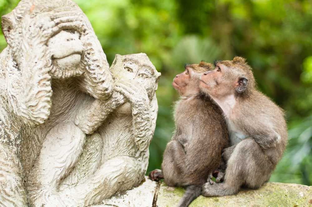 Long-tailed Monkeys at Sacred Monkey Sanctuary, Bali