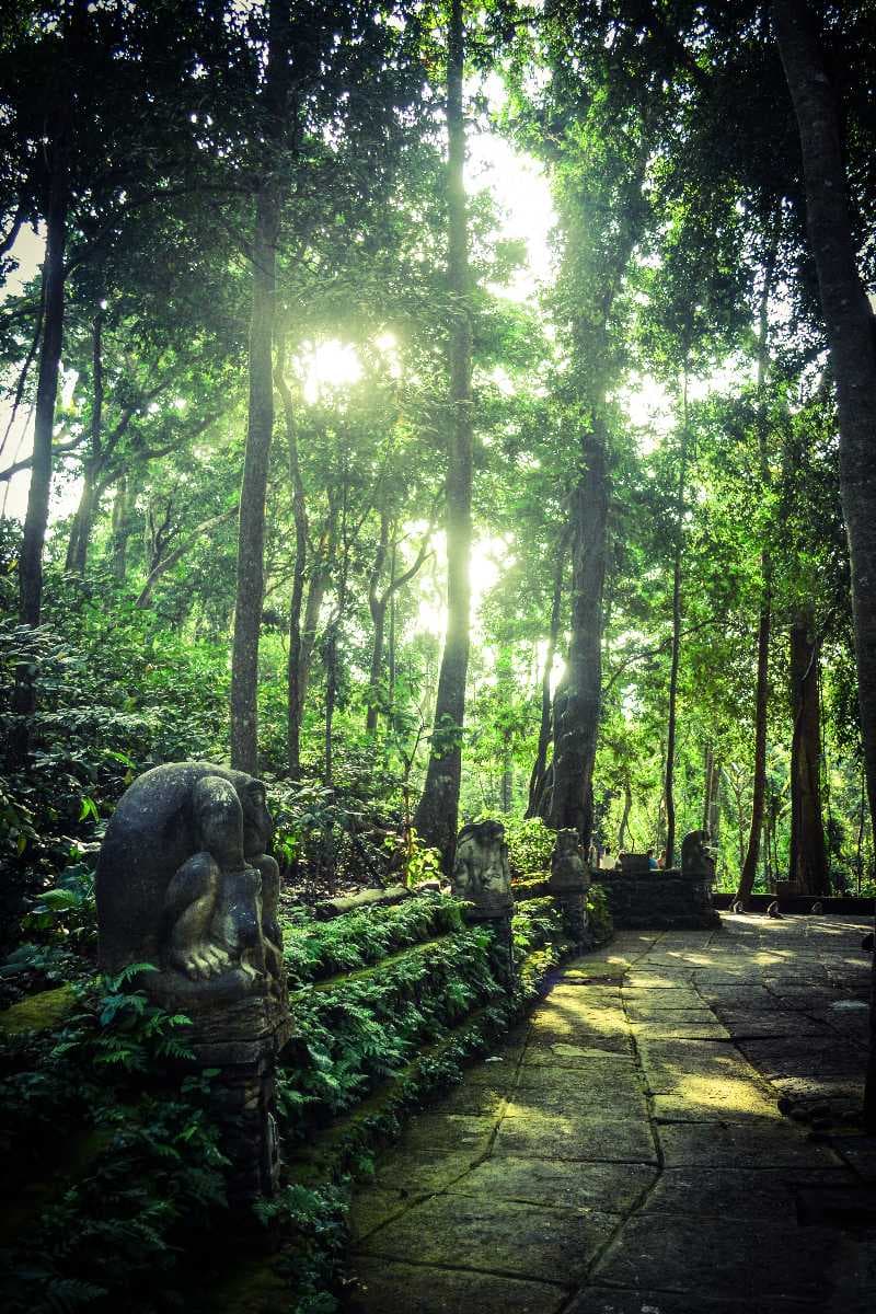 Ubud Monkey Forest travel image
