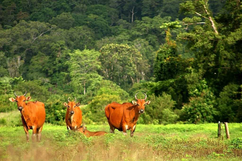 Alas Purwo National Park