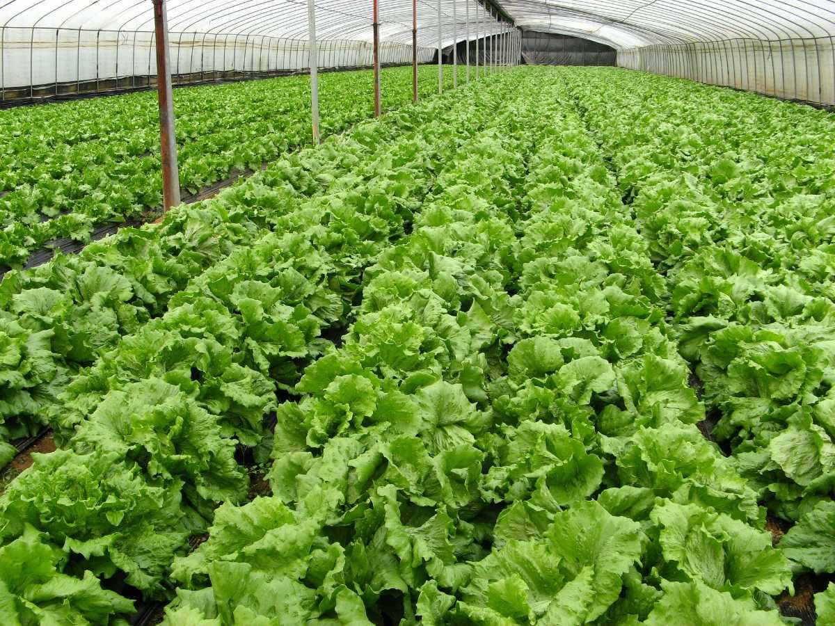 Organic Farms - Found Extensively in Kintamani