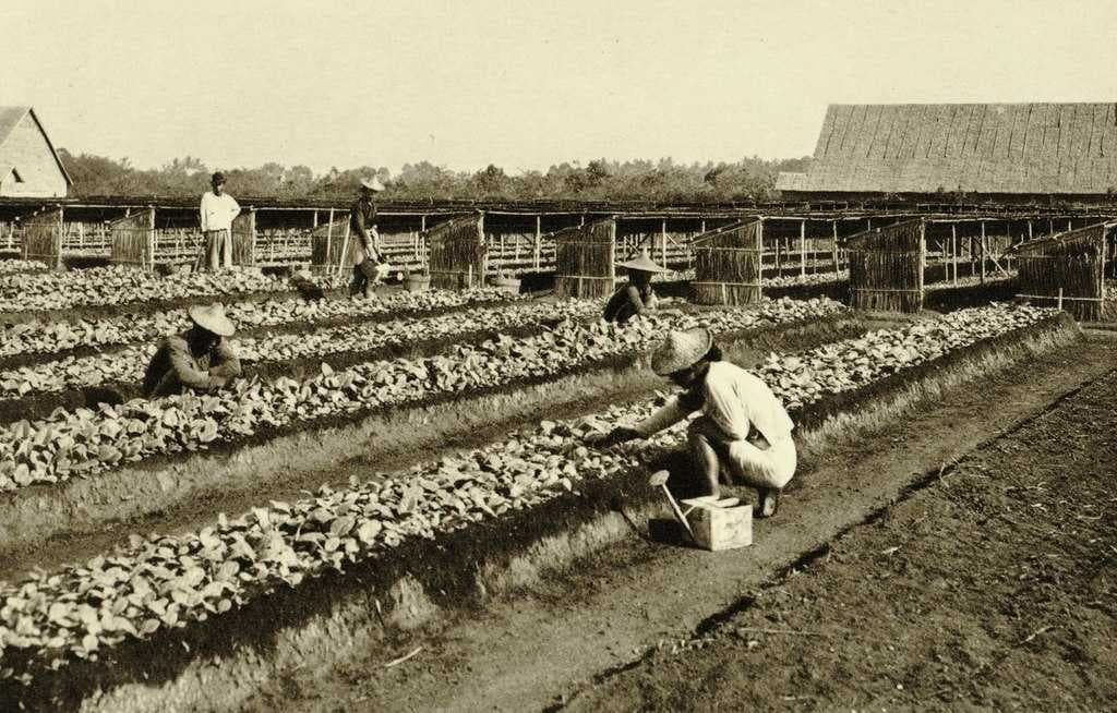 Coolies working in the seed beds on a tobacco plantation in Medan, circa 1900s
