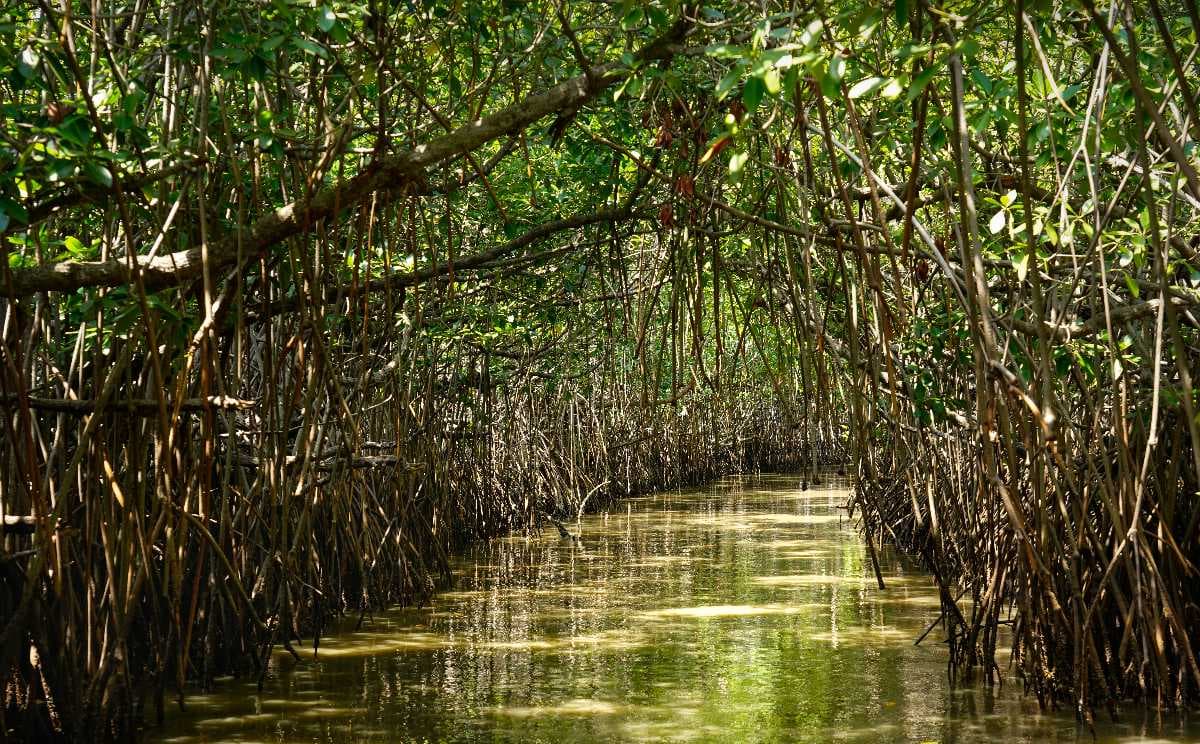 Mangrove Forests, Nusa Lembongan