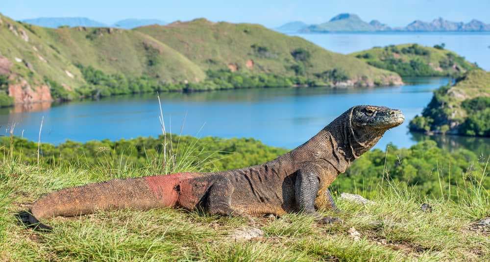 Komodo Dragon - Largest Species of Lizards in Rinca Island