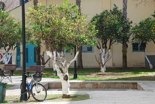 Neve Tzedek travel image