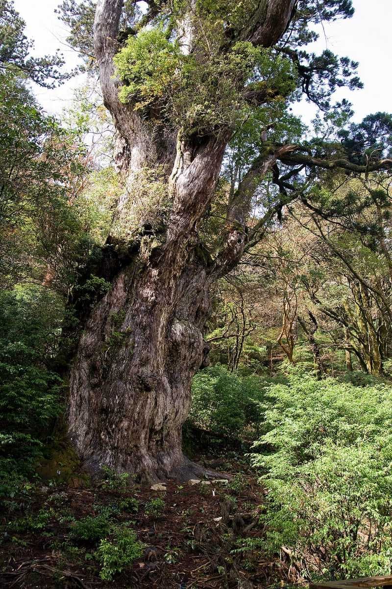 Kagoshima travel image