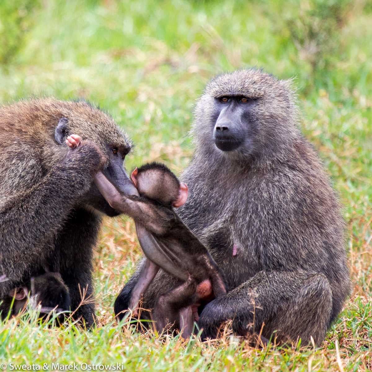 Aberdare National Park