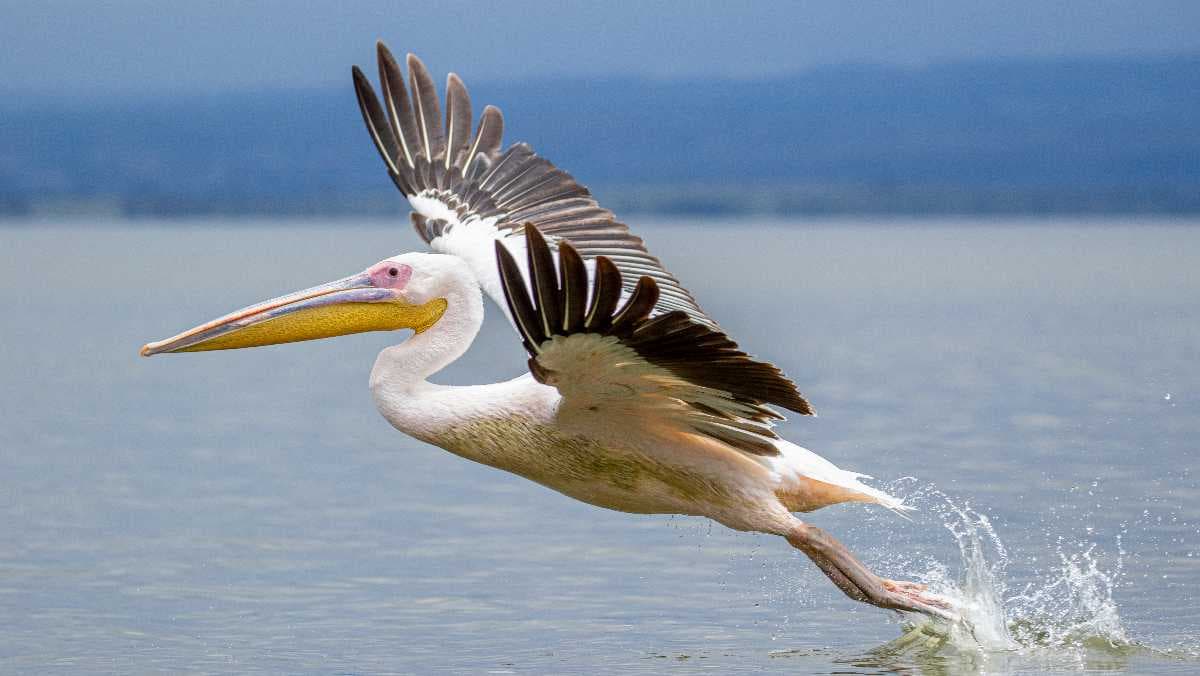 flamingo, lake naivasha