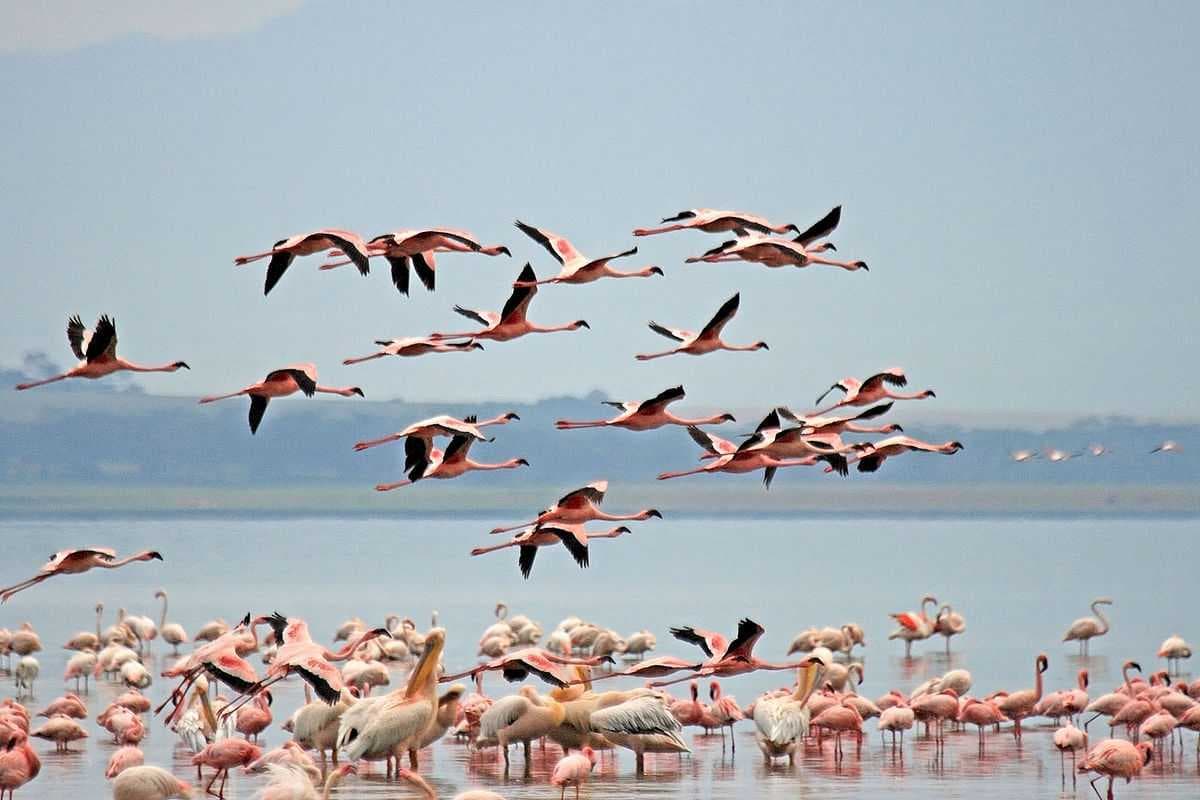 Lake Nakuru National Park