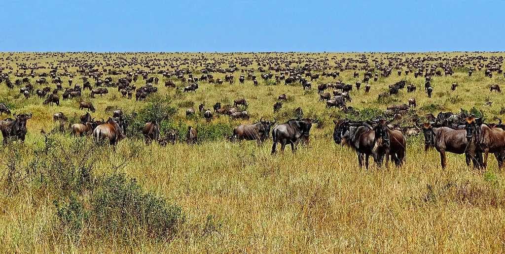 Large numbers of migrating wildebeest