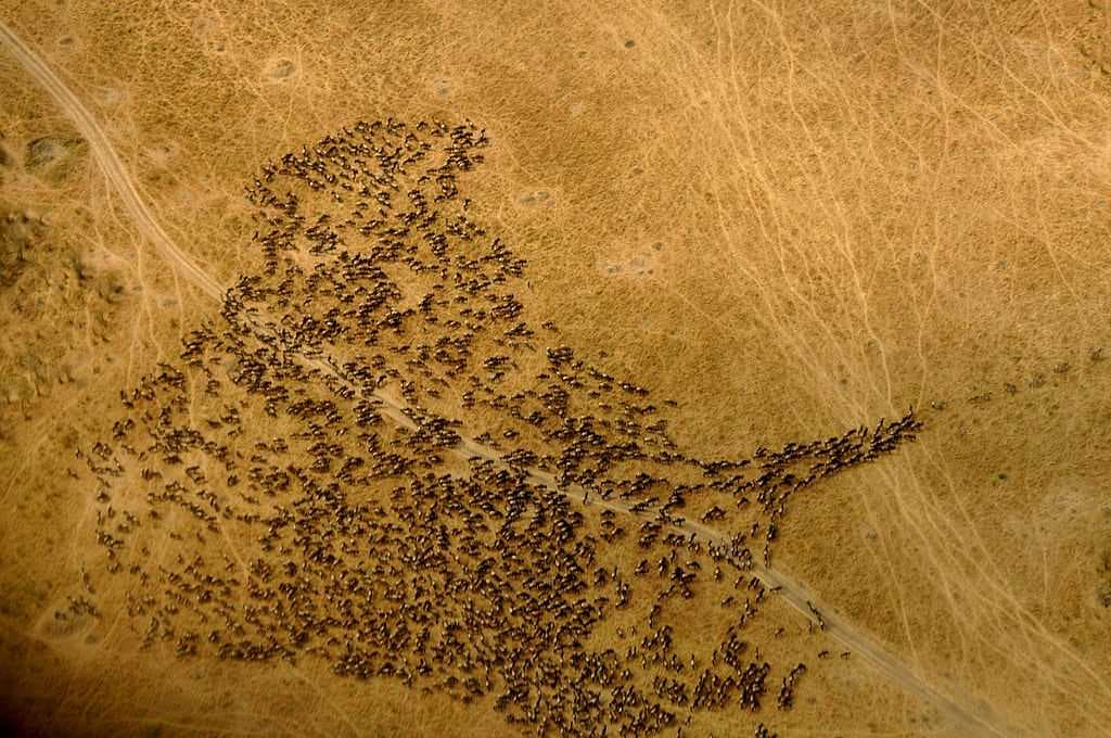 Aerial view of a herd of wildebeest following a few leading zebra in Maasai Mara