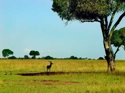 Masai Mara travel image