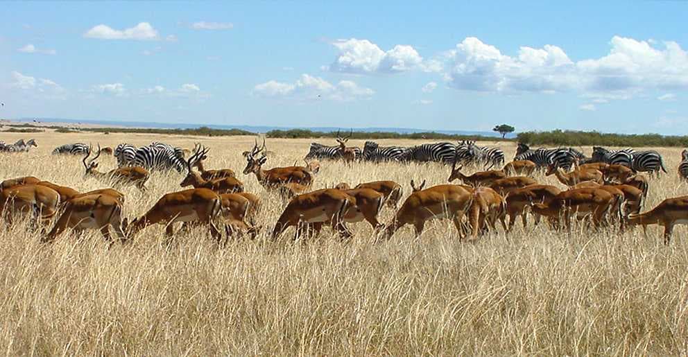 Masai Mara travel image