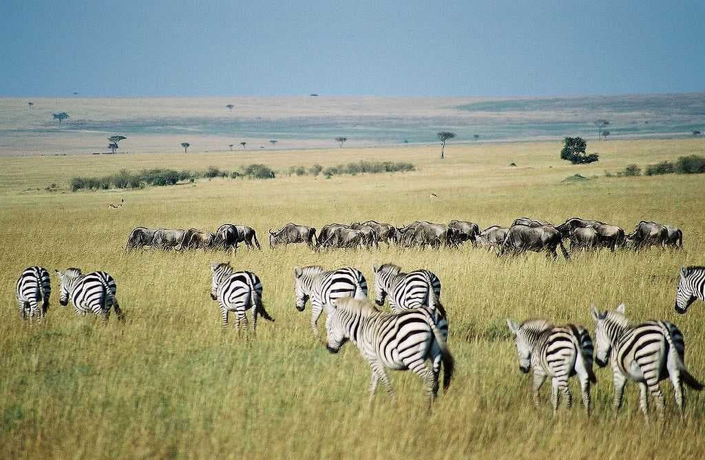 A Maasai Mara scene with scattered bushes, animals, cloud shadows, and umbrella acacia trees