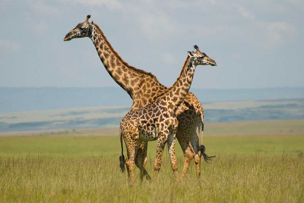 Giraffes on the open grassland
