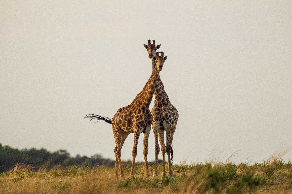 Meru National Park