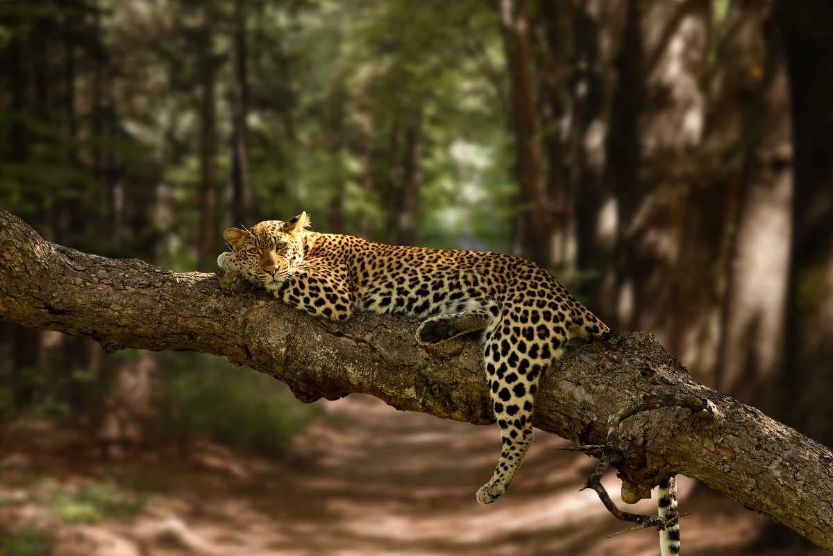 Meru national park, leopard