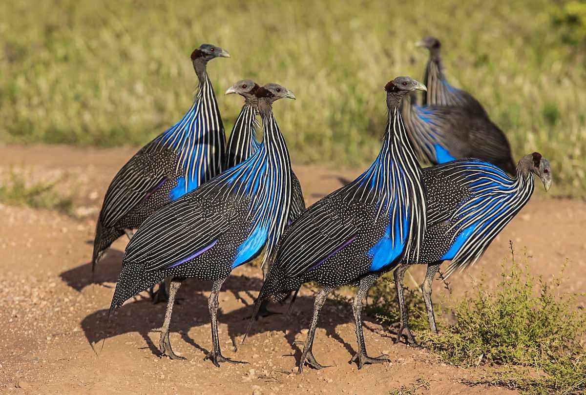 Samburu National Reserve