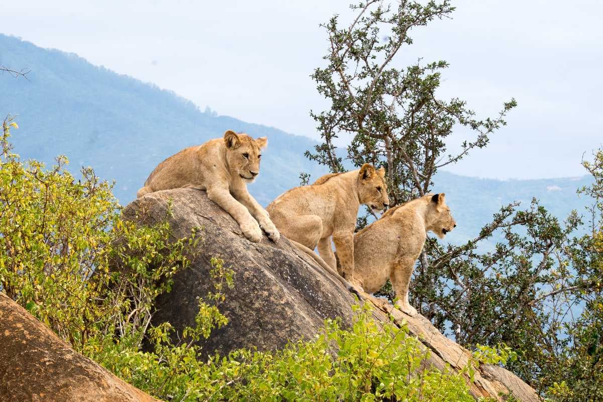 Lion, tsavo
