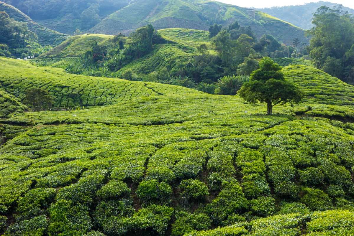 Cameron Highlands