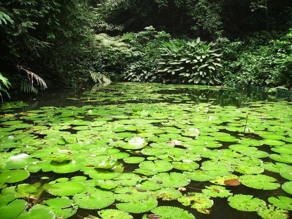 Lily Pond inside Penang Botanic Gardens