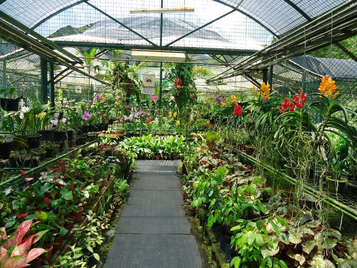 A glimpse of the beautiful Penang Botanical Garden