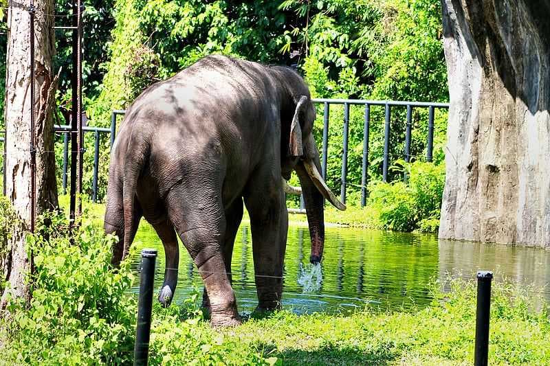 One of the three Malaysia elephants housed at Zoo Negara