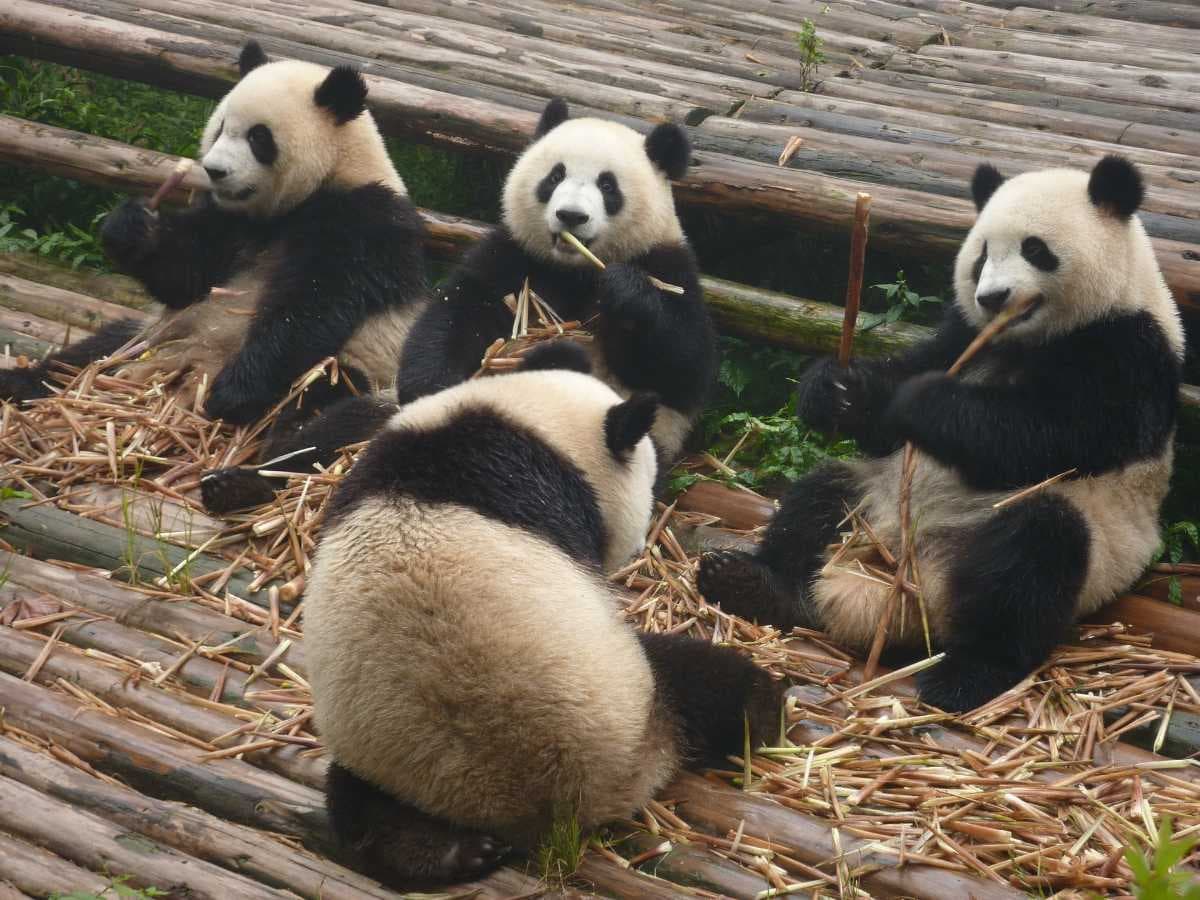 Giant Pandas in Zoo Negara, Kuala Lumpur