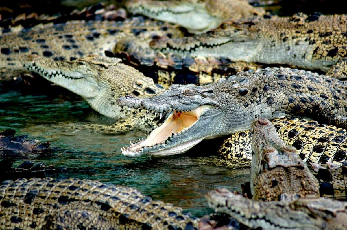 Teluk Sengat Crocodile Farm