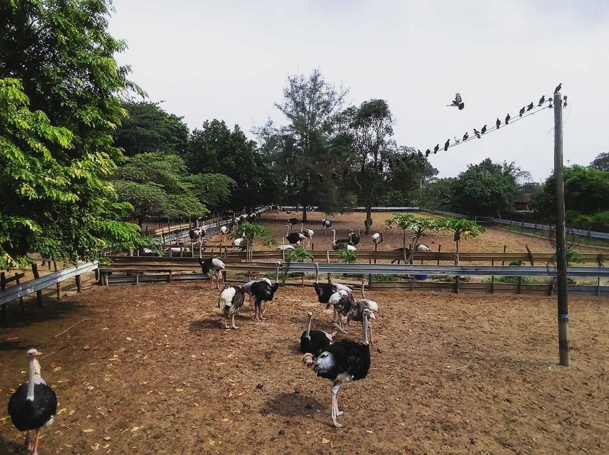 Desaru Ostrich Farm