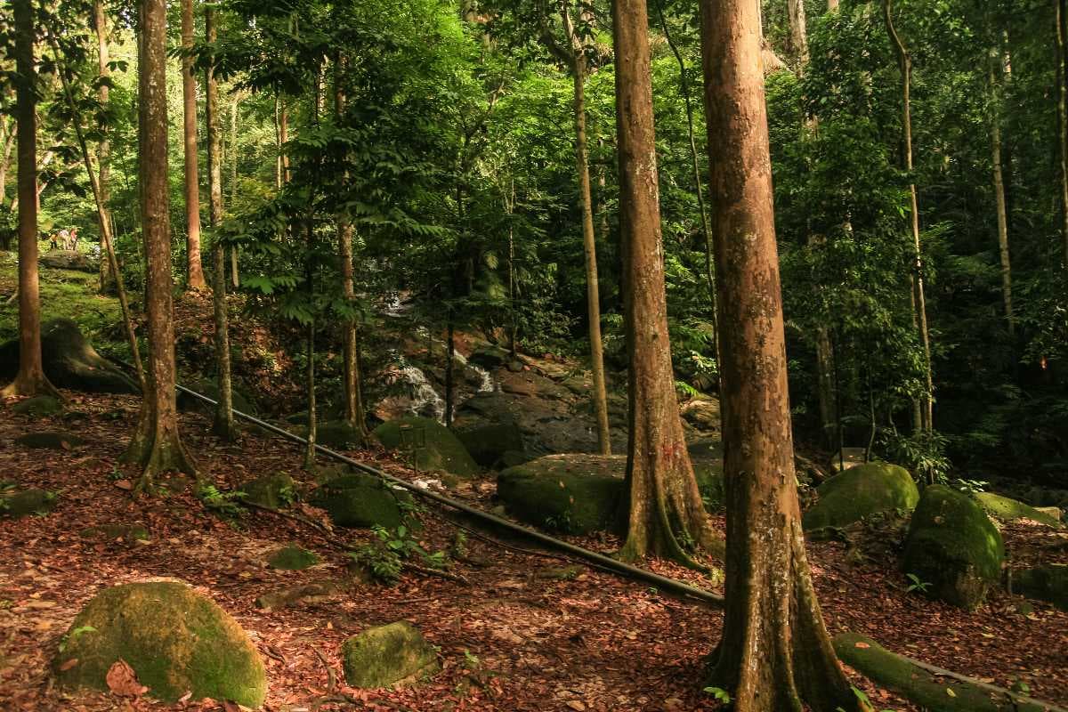 Forest Research Institute Malaysia