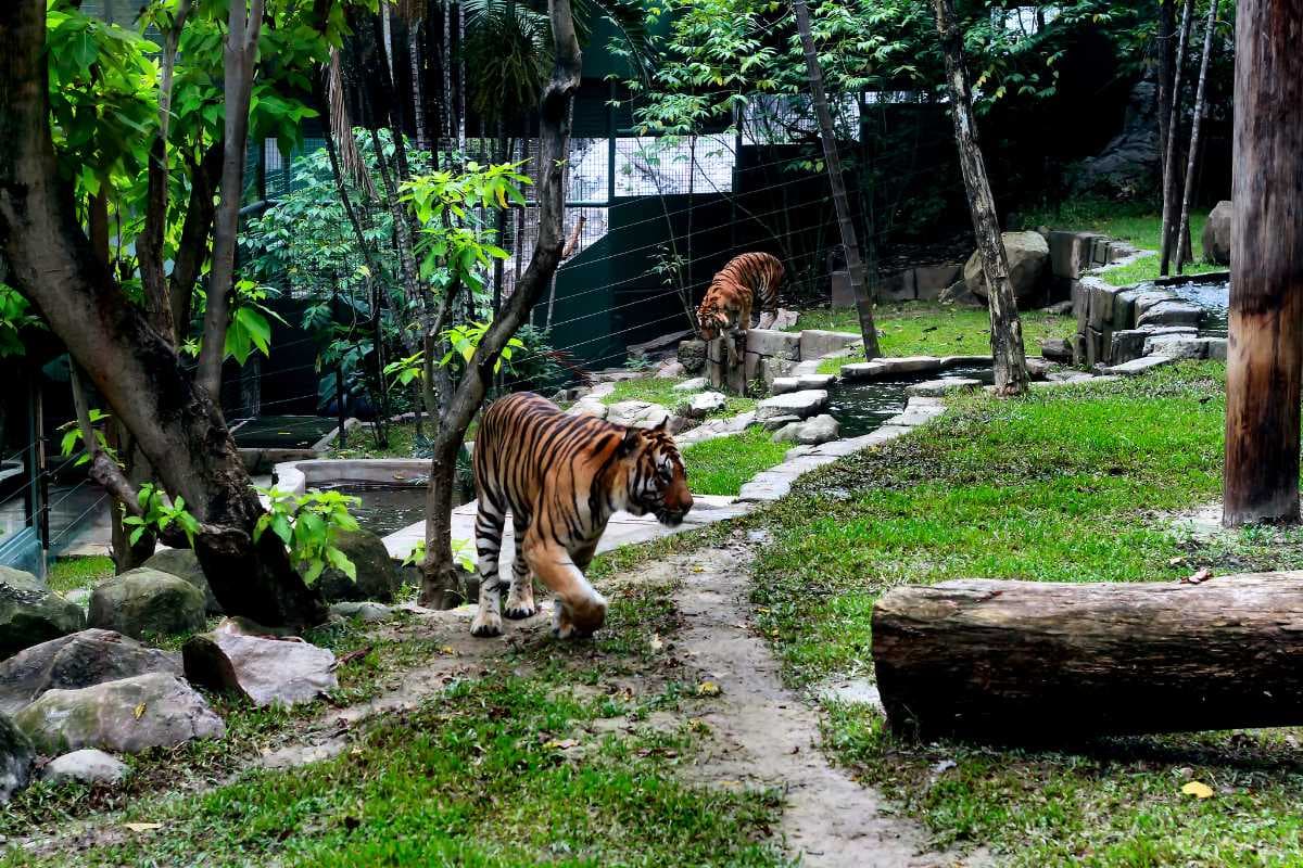 The tiger enclosure at Tiger Land