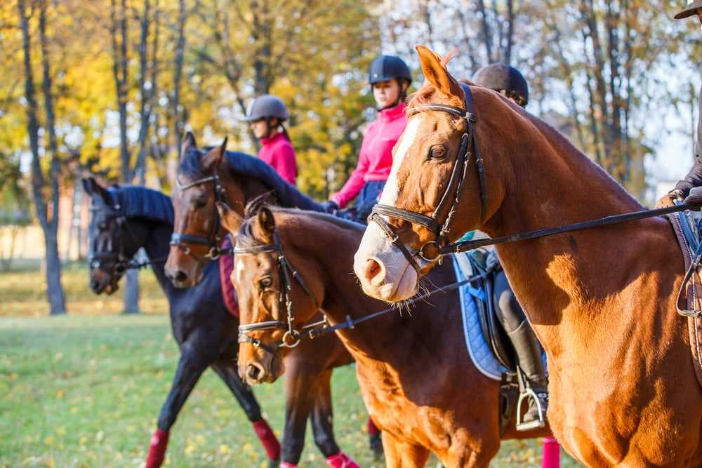 Horse Riding at Putrajaya Equestrian Park
