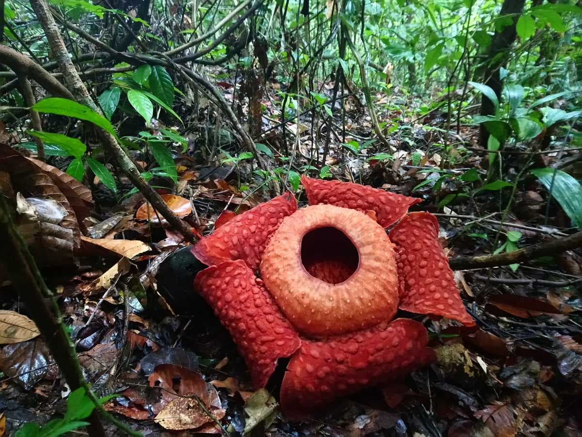 Gunung Gading National Park in Sarawak is the best place in Asia to witness the rare Rafflesia plant