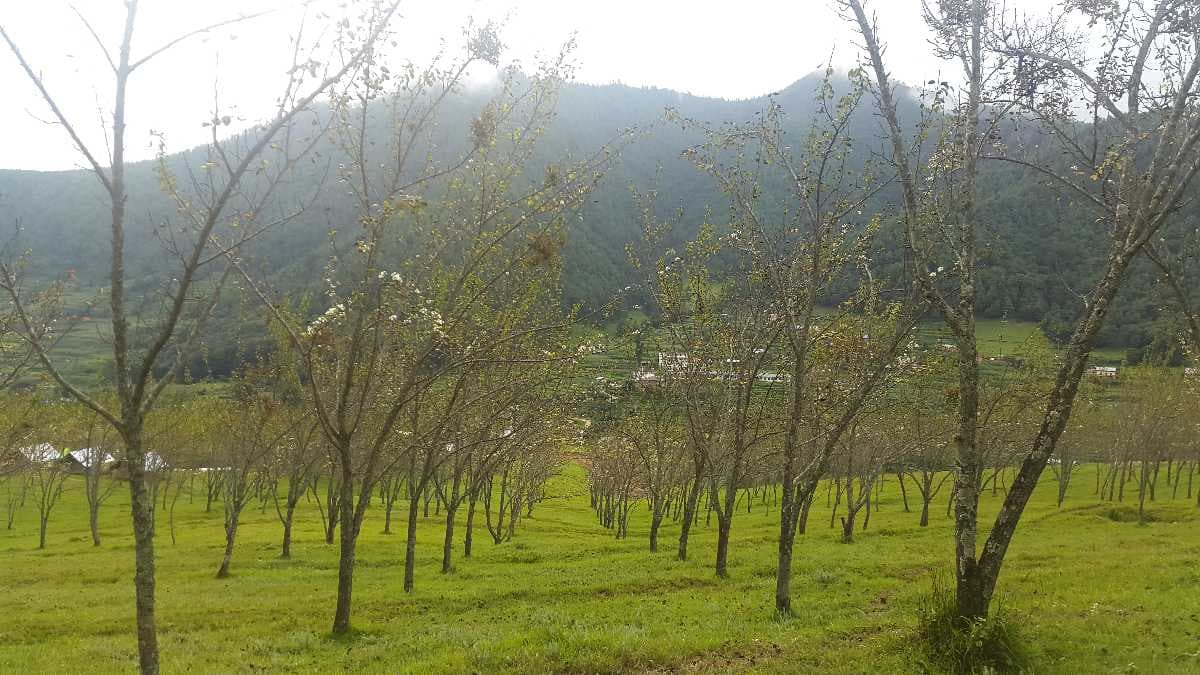 Chitlang Pear Garden