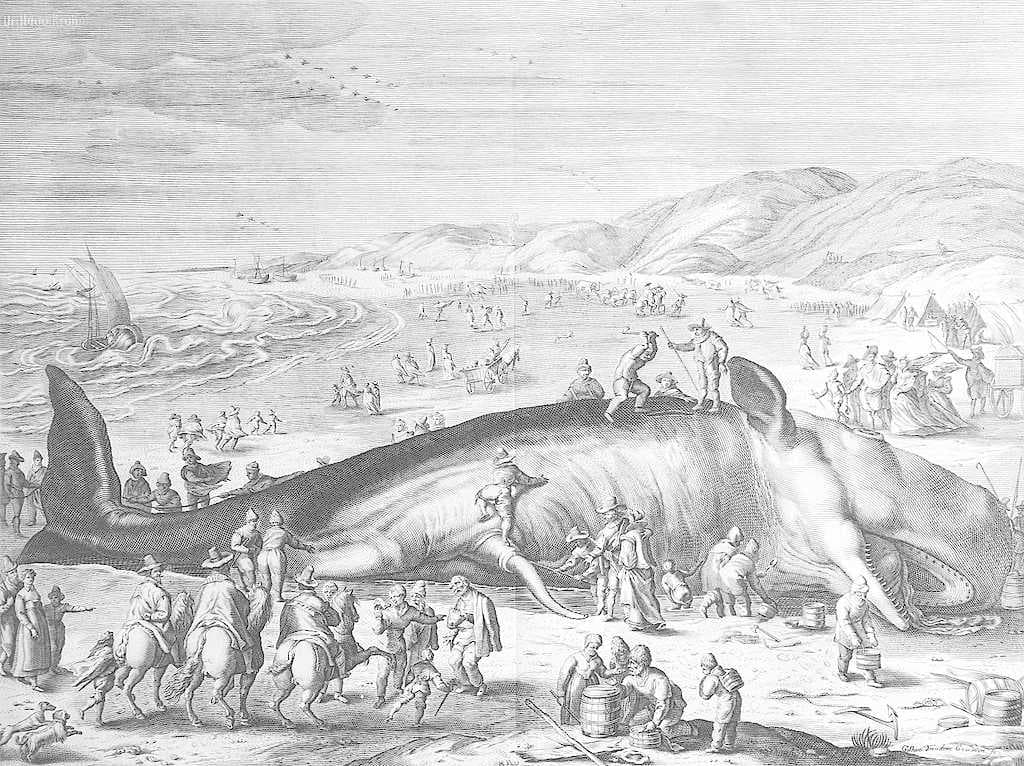 The engraving by Gilliam van der Gouwen shows a 20-m-long (70 ft) whale, stranded on the Dutch coast between Scheveningen and Katwijk on February 3, 1598.