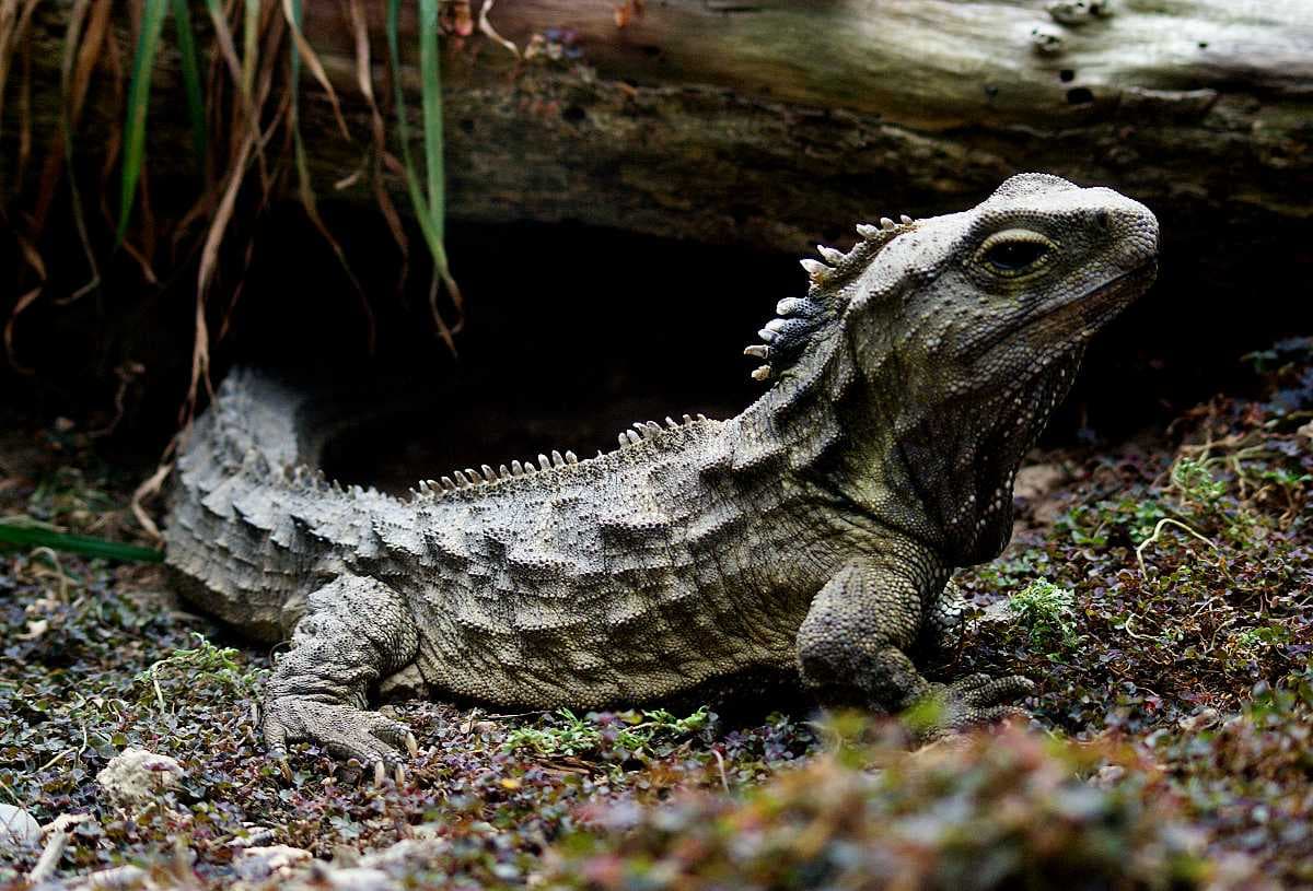 New Zealand travel image