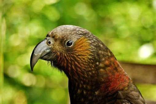 New Zealand