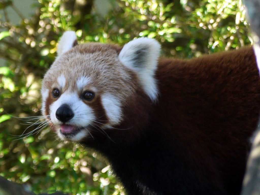 Auckland Zoo