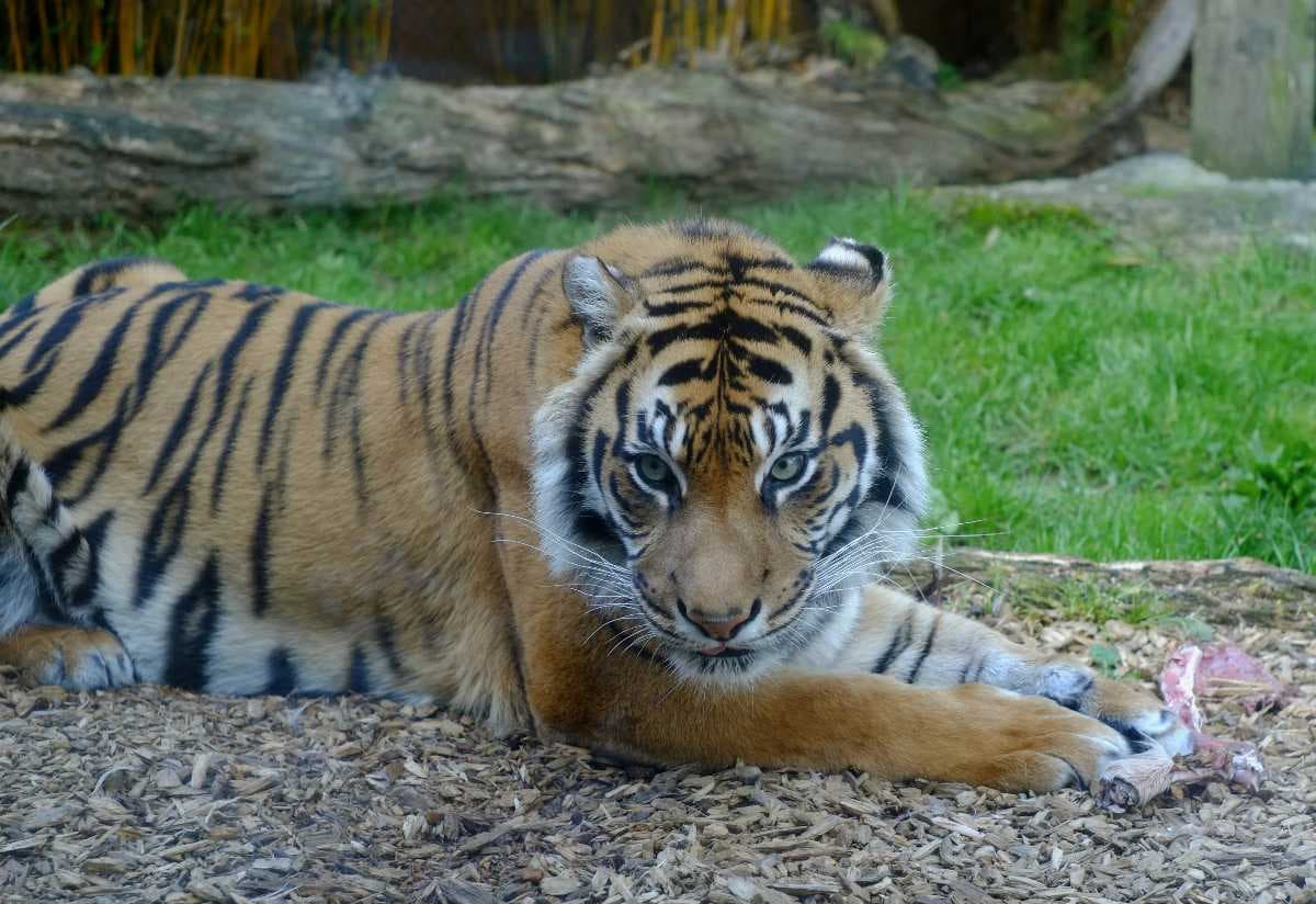 Auckland Zoo