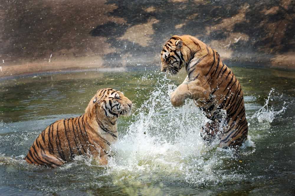 Tigers at Auckland Zoo