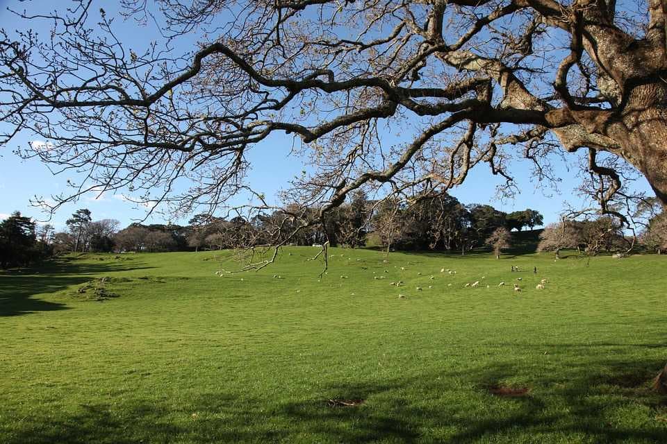 Cornwall Park
