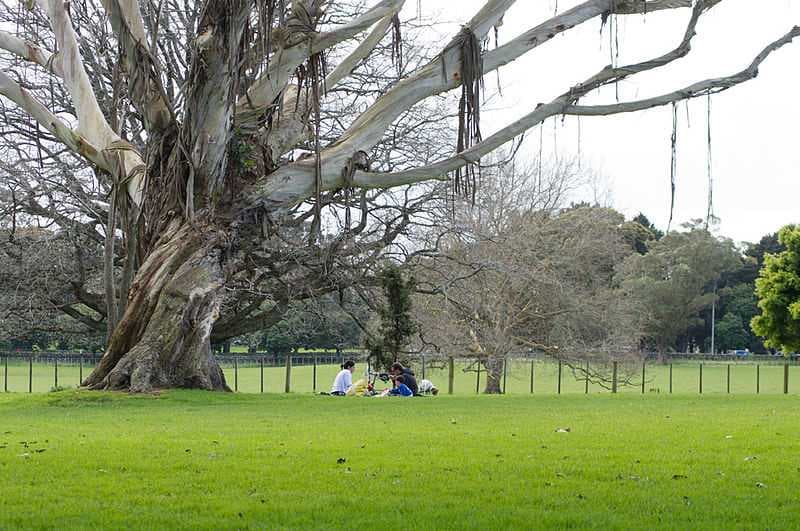 Picnic at Cornwall Park