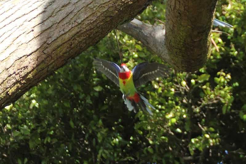 Bird spotting Cornwall Park