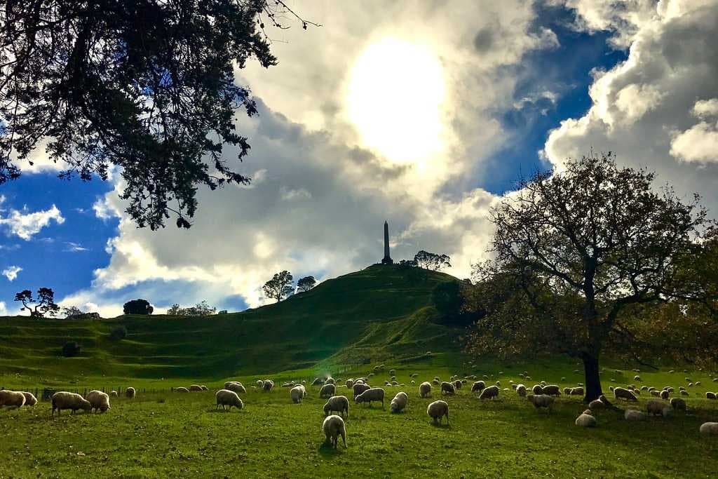 Cattle grazing at Cornwall Park