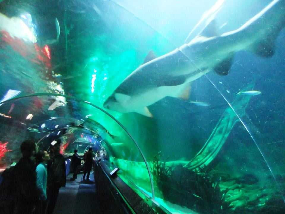 Kelly Tarlton's Sea Life Aquarium travel image