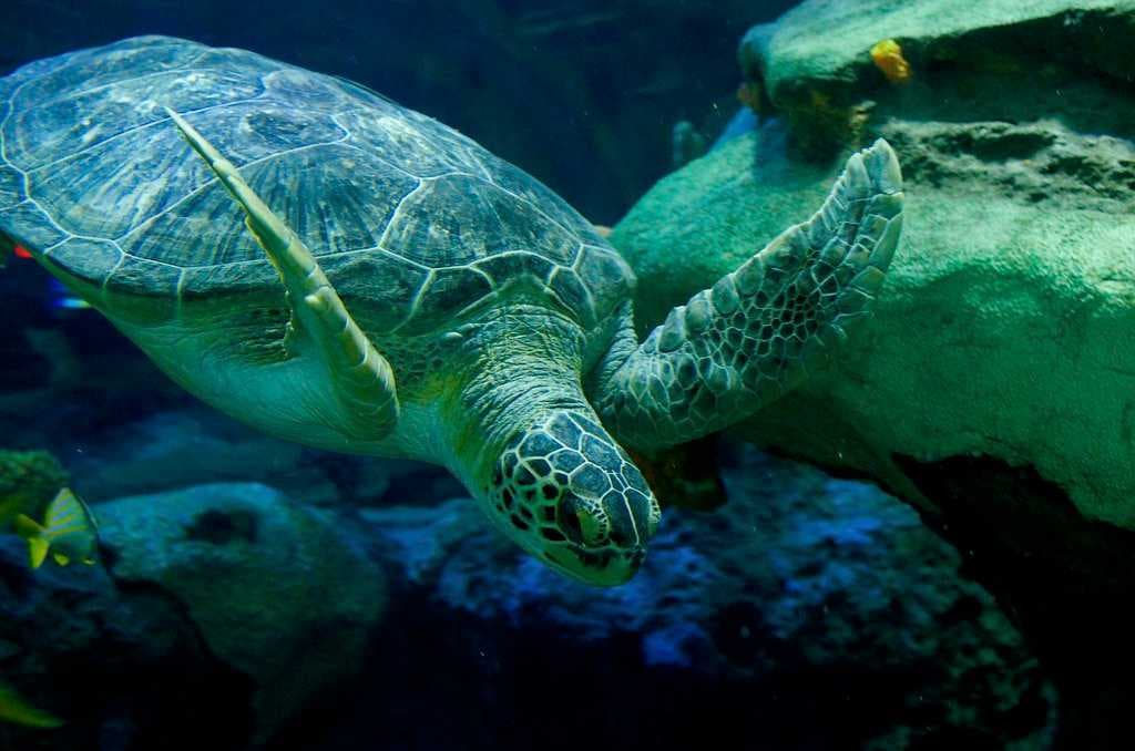 Sea turtle